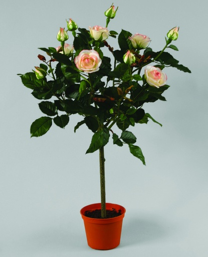 Lady Rose