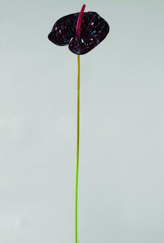 Anthurium