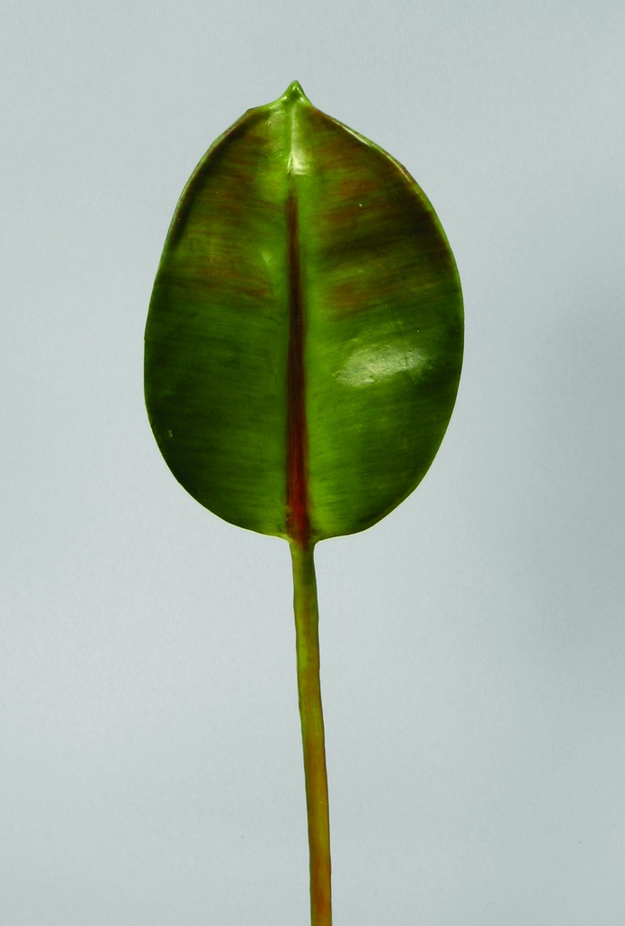 Rubber Leaf
