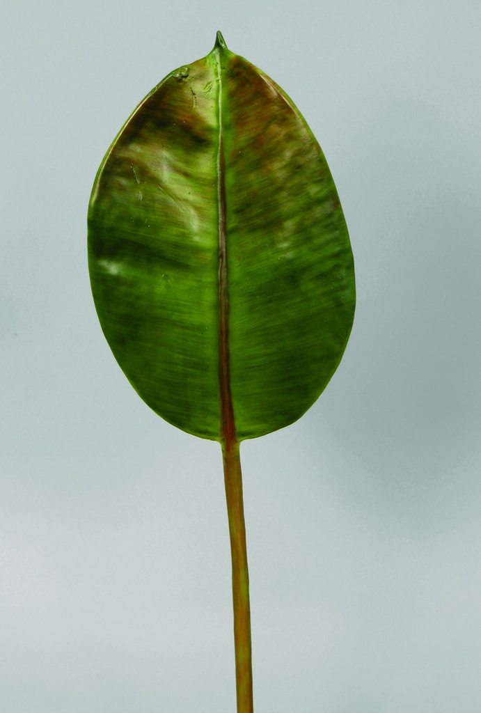 Rubber Leaf