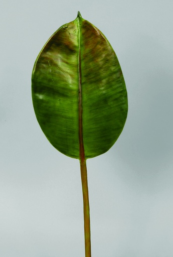 Rubber Leaf