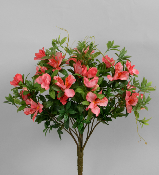 Azalea