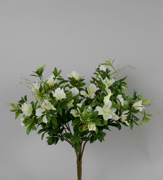 Azalea