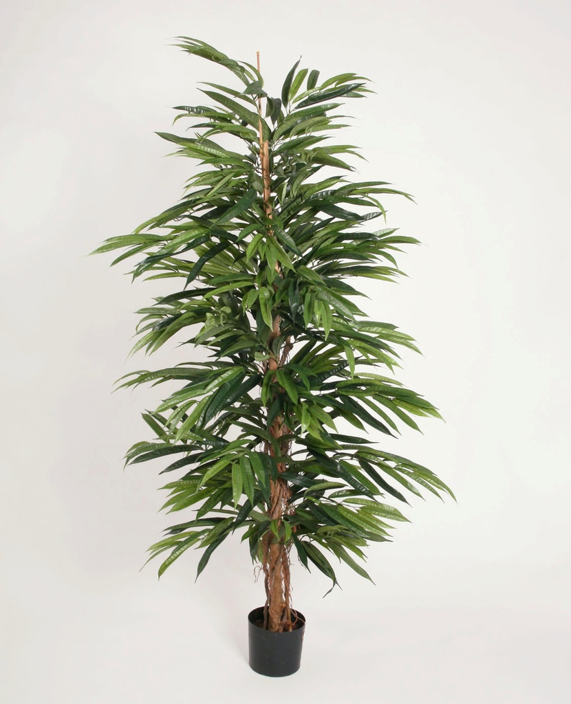 Longifolia