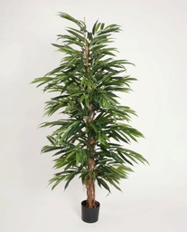 [49-170] Longifolia (Alternative 2)