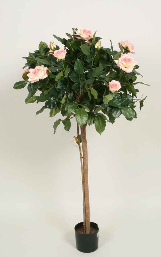 Lady Rose Tree