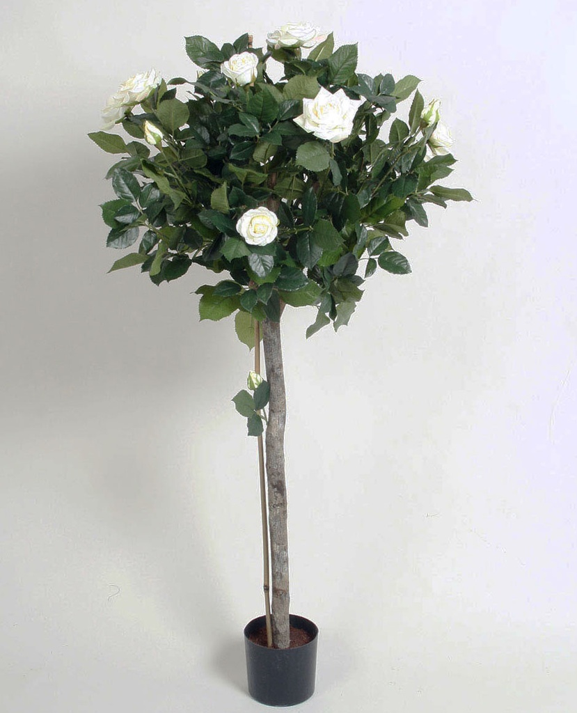 Lady Rose Tree