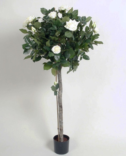 Lady Rose Tree