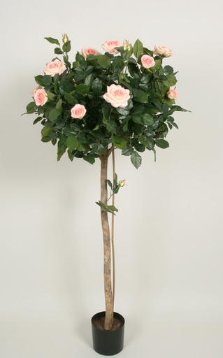 Lady Rose Tree