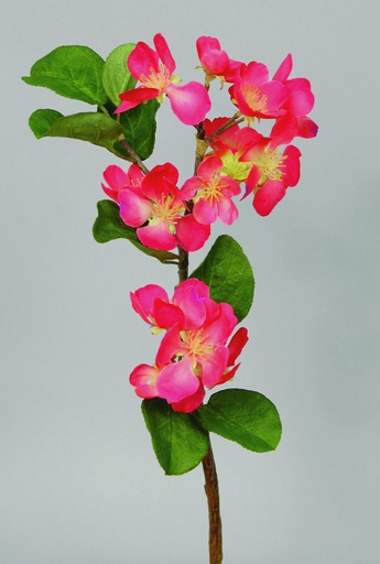 Pear Blossom