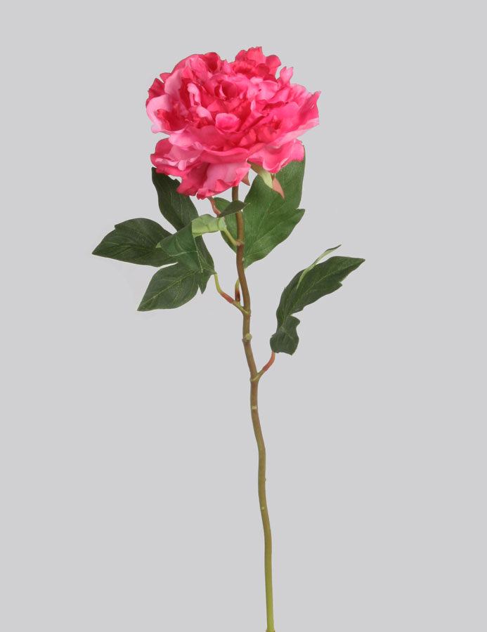 Peony