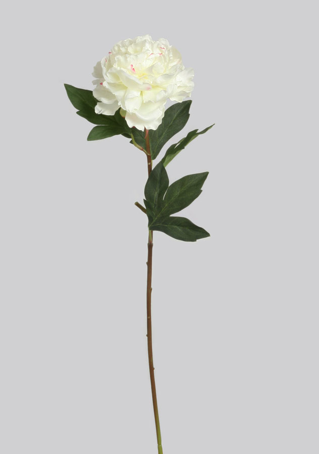 Peony