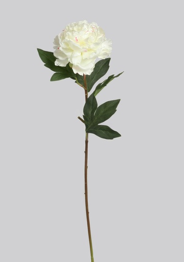 Peony