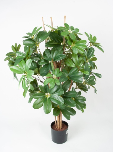 Schefflera