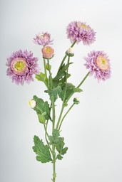 [6698] Chrysantemum (Alternative 1)