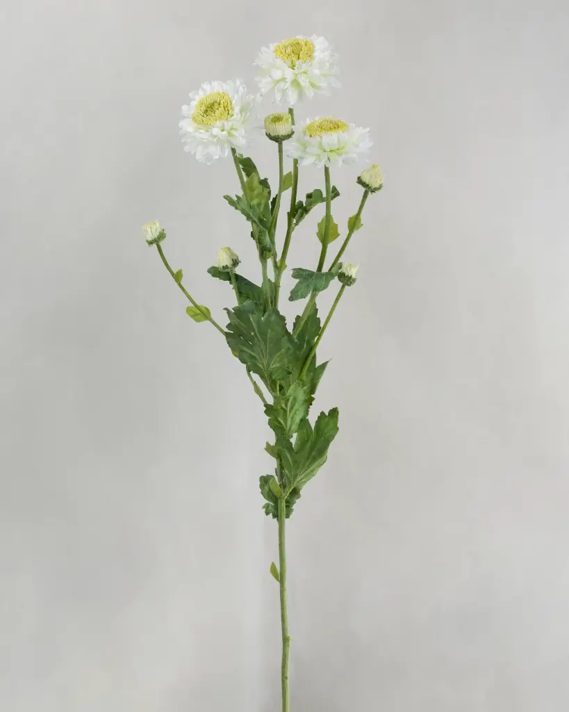 Chrysantemum