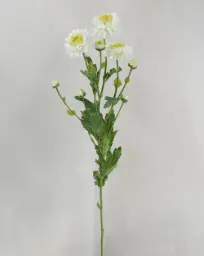 [6699] Chrysantemum (Alternative 2)