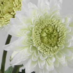 Chrysantemum
