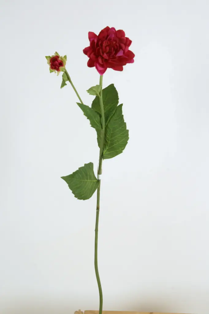 Dahlia