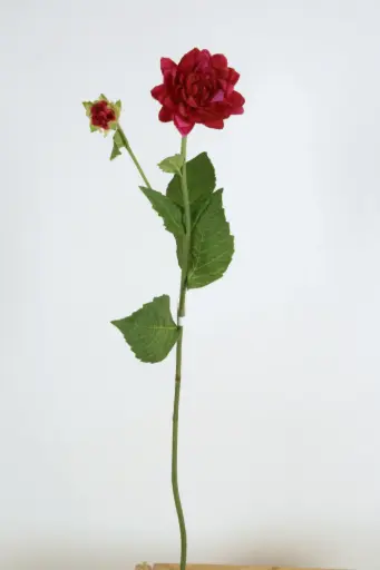 Dahlia