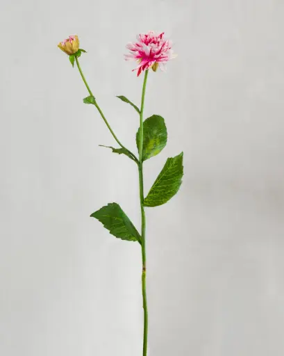 Dahlia