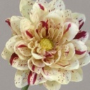 [9266] Dahlia (Alternative 3)