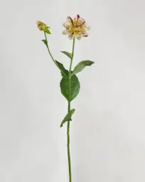 [9266] Dahlia (Alternative 3)