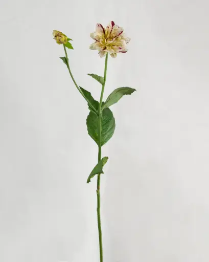Dahlia