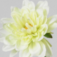 [9267-1] Dahlia (Alternative 4)