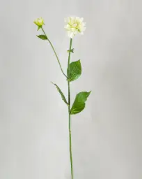 [9267-1] Dahlia (Alternative 4)
