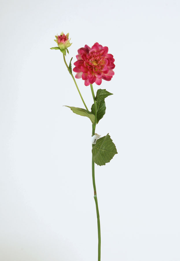 Dahlia