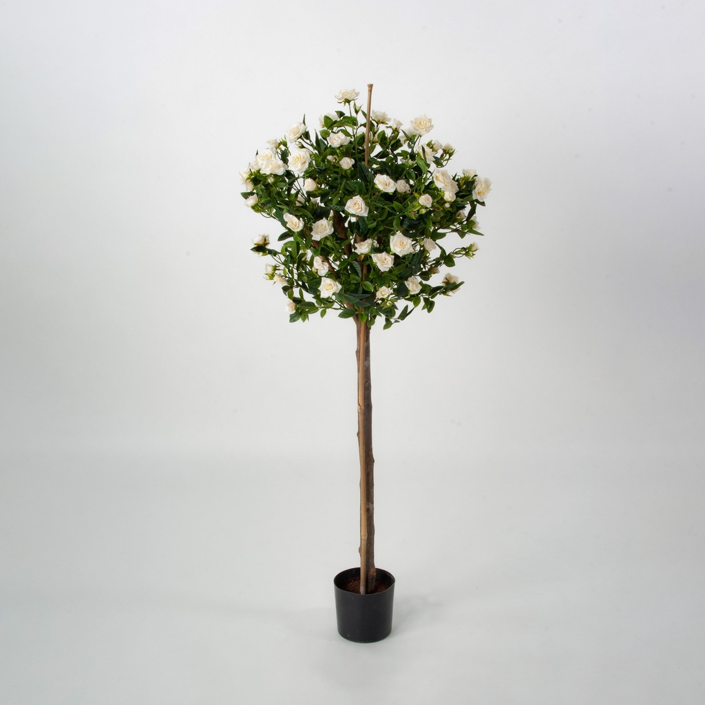 Rose Tree
