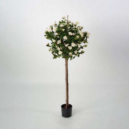 Rose Tree