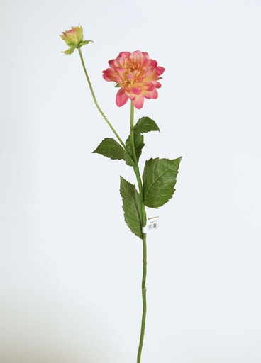 Dahlia