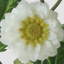 [6944] Gerbera Daisy Spray (Alternative 2)