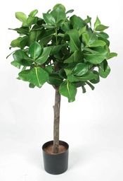 [1218-100] Clusia (Alternative 1)