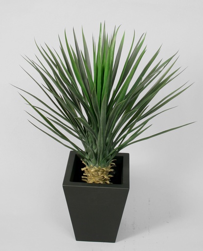 Yucca Rostrata