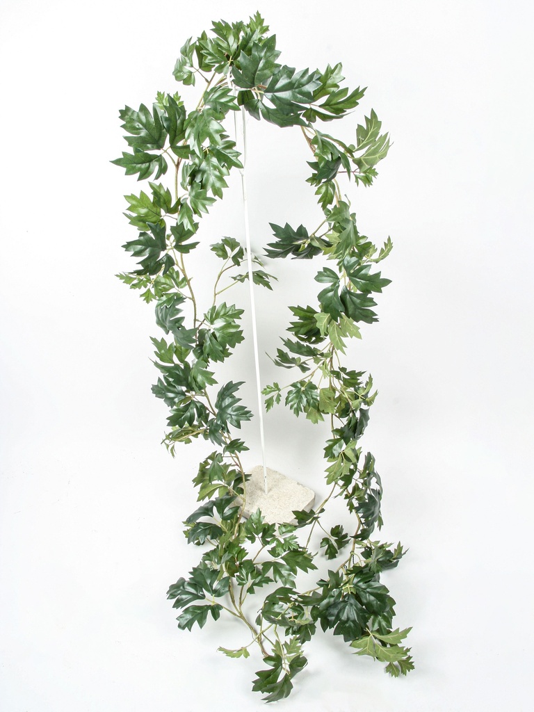 Cissus