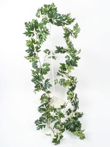 Cissus