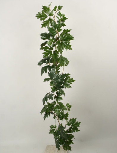 Cissus