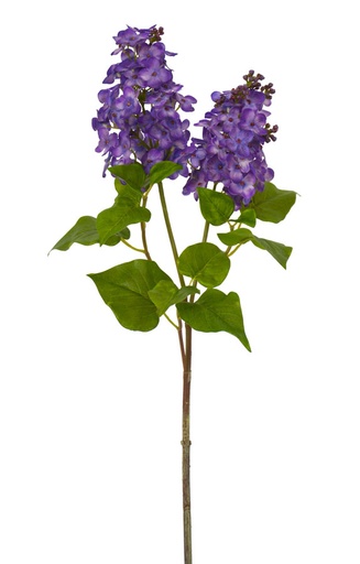 Lilac