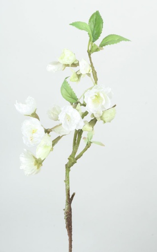 Apricot Blossom