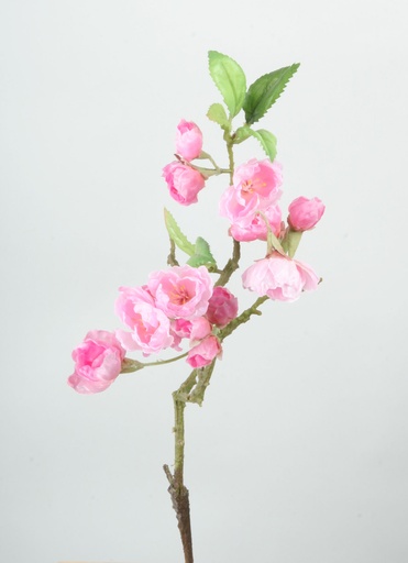 Apricot Blossom