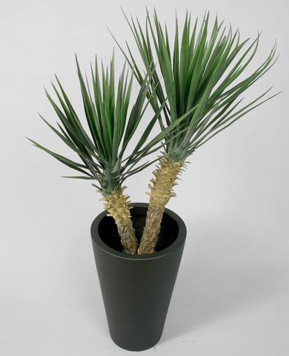 Yucca Rostrata