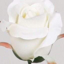 [4960] Single rose bud (Alternative 2)