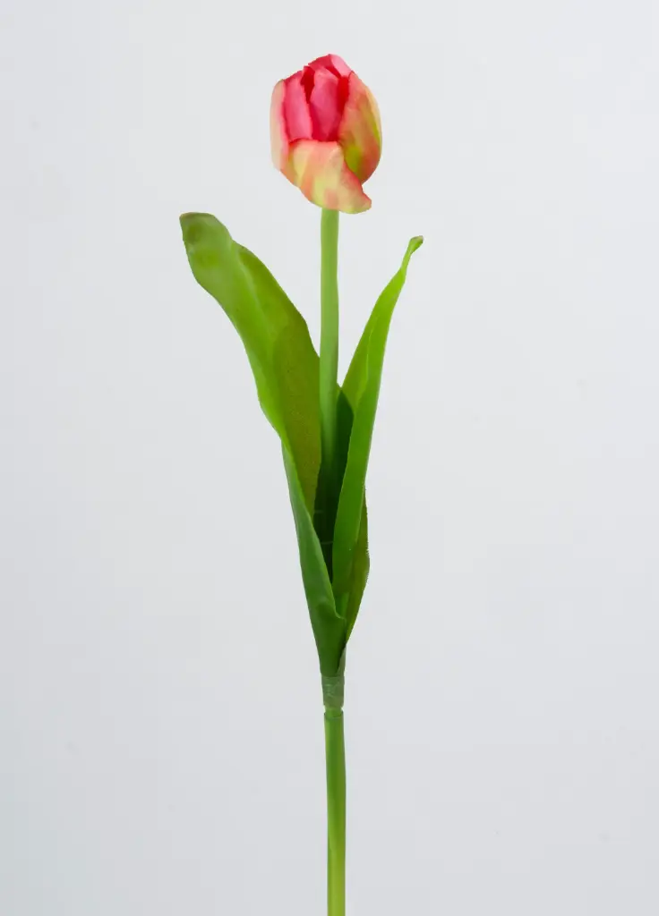 Tulip