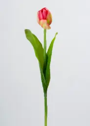 [7093-4] Tulip (Alternative 2)