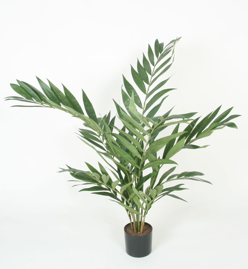 Parlour Palm
