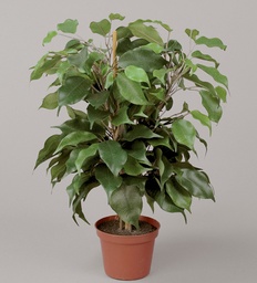 [158-1-90] Ficus (Alternative 1)