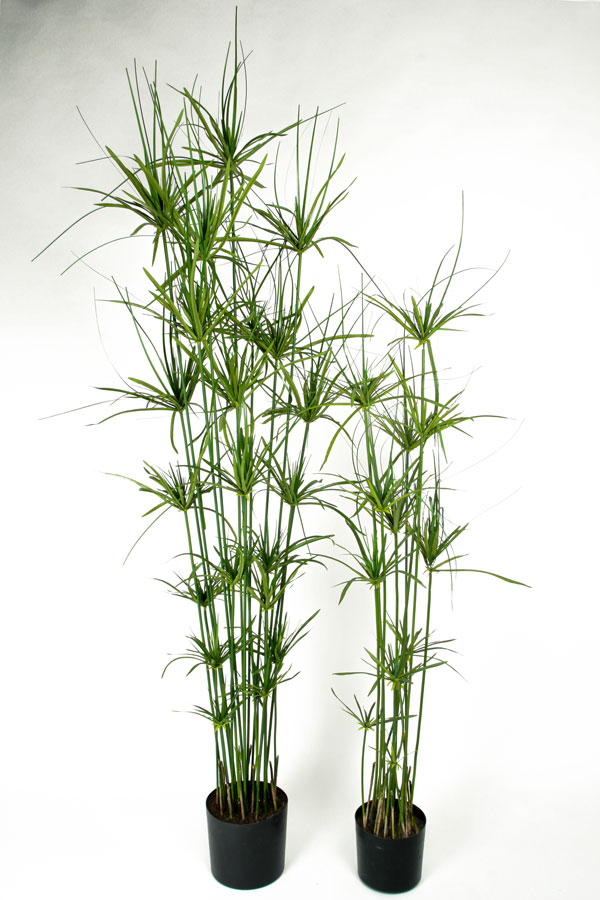 Papyrus